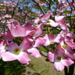ピンクの花水木